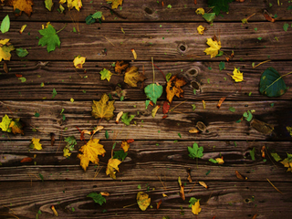 Illustration for article titled Shooting Challenge Fall Leaves Gallery 7